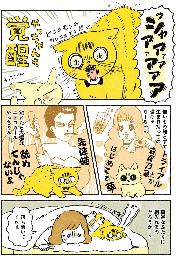 『茶トラのやっちゃん1〜3』（画像98/171枚目）