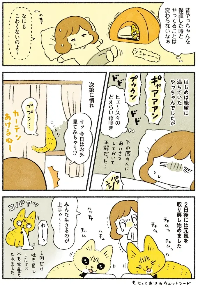 『茶トラのやっちゃん1〜3』（画像136/171枚目）