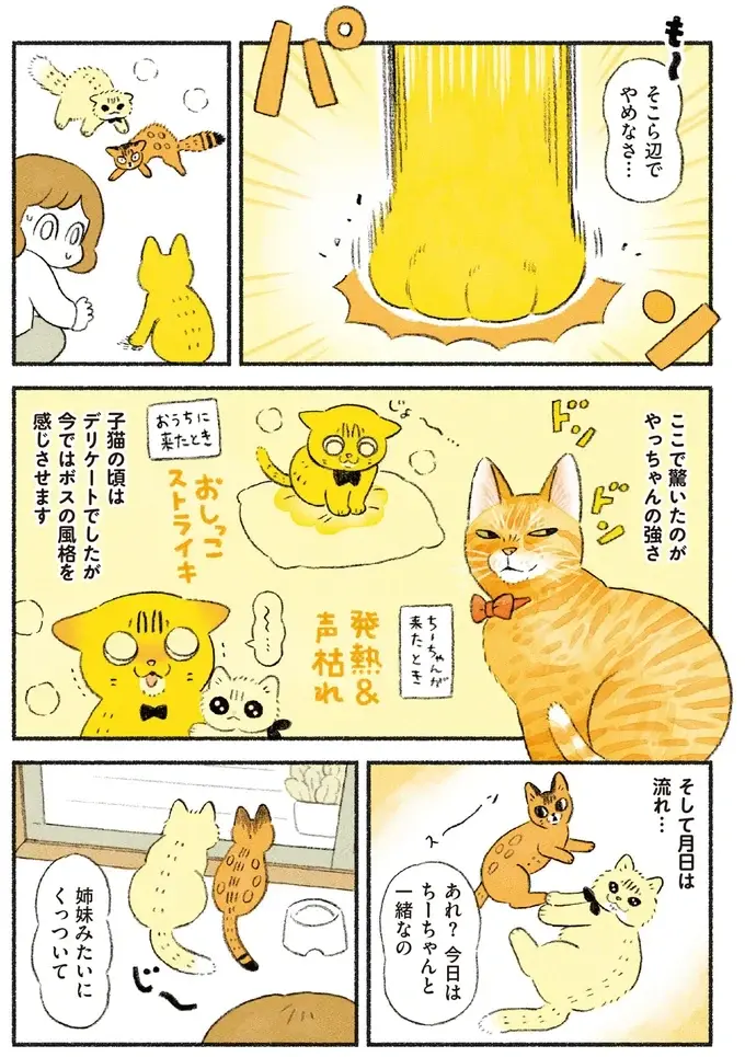 『茶トラのやっちゃん1〜3』（画像161/171枚目）