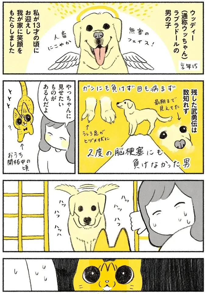 愛犬が天国に行ってしまった日。不仲だった猫が近づいてきて...涙が止まらない／茶トラのやっちゃん（2）