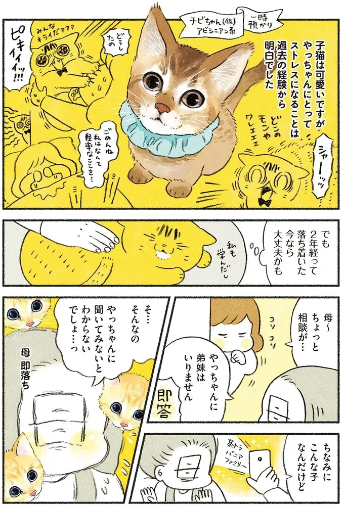 「大変だ...捨て猫...」保護された生後数週間の子猫。先住猫と仲良くやっていける？／茶トラのやっちゃん2（3）
