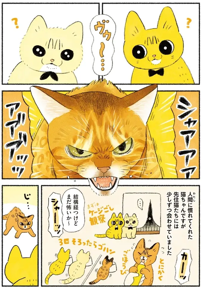新入り猫に対する先輩猫たちに感動！ 長女は秩序を重んじ、次女は...!?／茶トラのやっちゃん3（3）