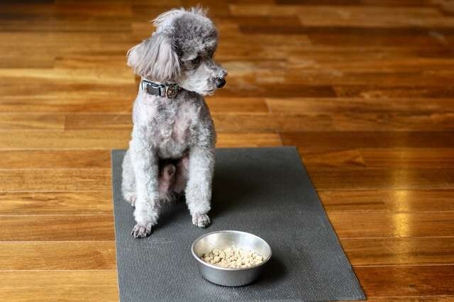 【犬・猫の食欲不振】飼い主が知っておくべき「ルール」と危険な「サイン」（1）