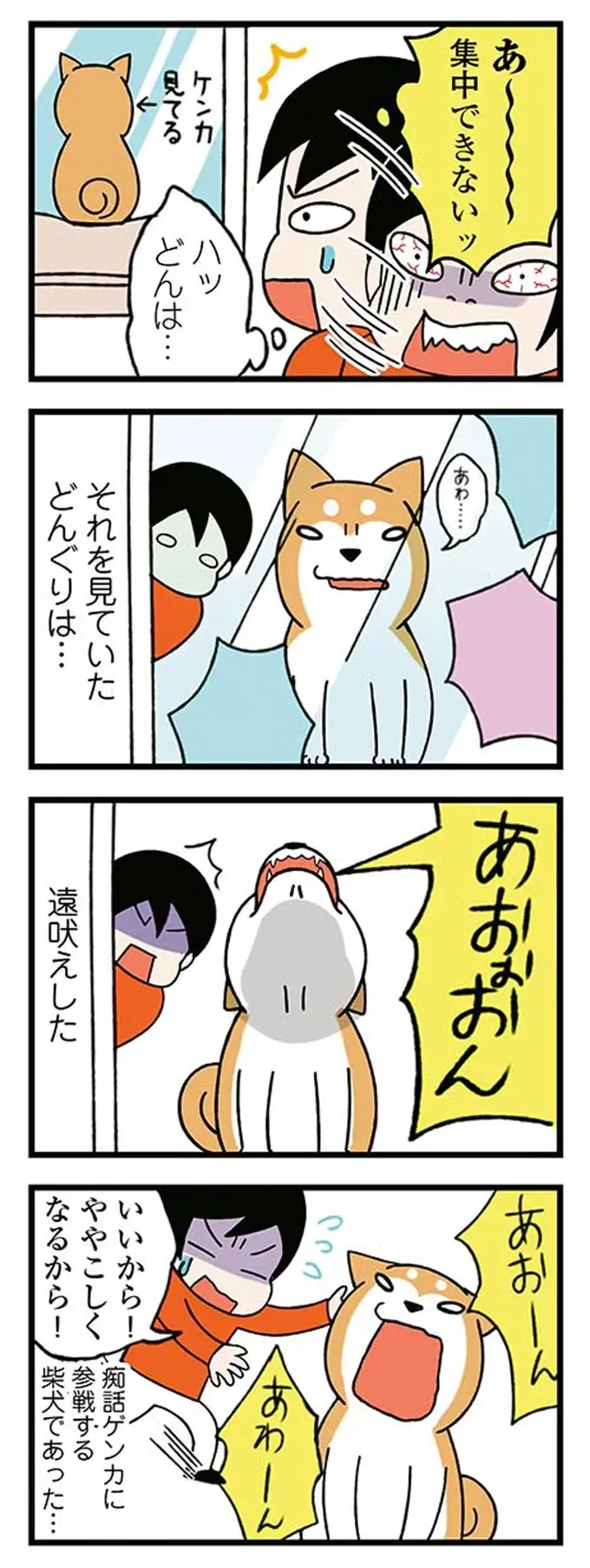 「ふざけんなよ」家の前で始まった痴話ゲンカ。窓から見ていた柴犬が吠えた「理由」／ドヤ顔柴犬どんぐり（5）
