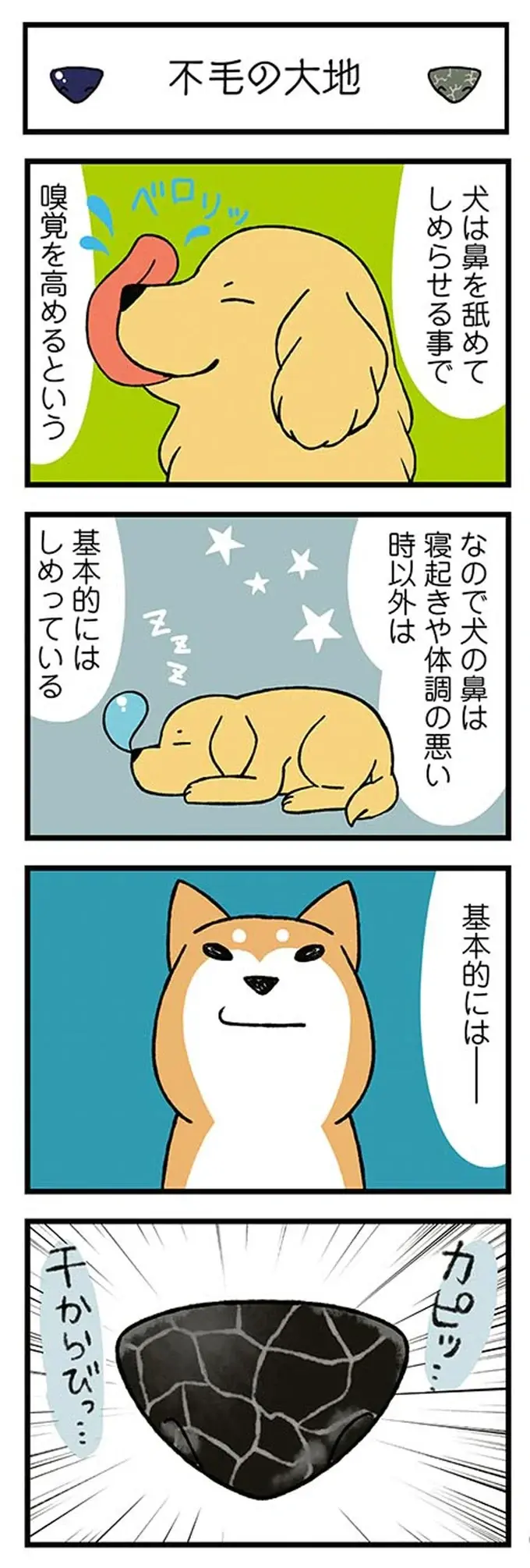鼻がカッピカピな柴犬。飼い主が濡らそうとしたら「とんでもない事態」に!? ／ドヤ顔柴犬どんぐり（2）