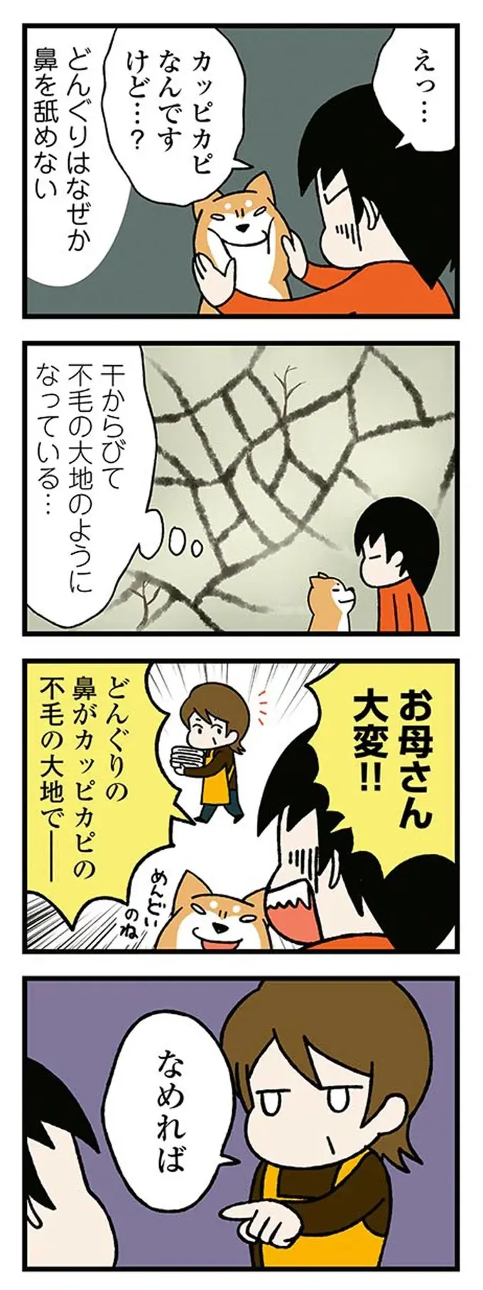 鼻がカッピカピな柴犬。飼い主が濡らそうとしたら「とんでもない事態」に!? ／ドヤ顔柴犬どんぐり（3）