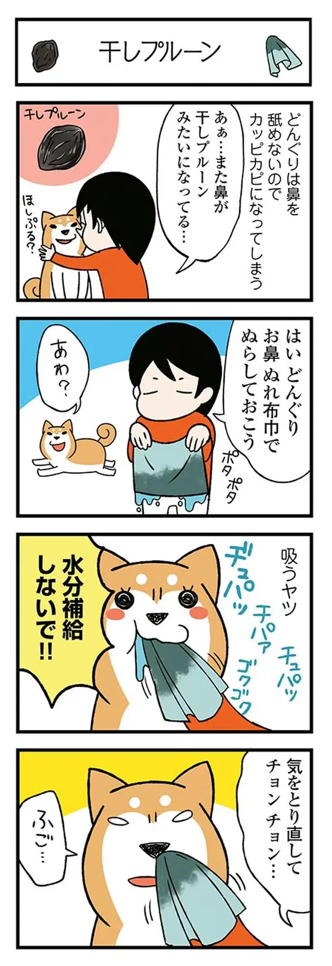 鼻がカッピカピな柴犬。飼い主が濡らそうとしたら「とんでもない事態」に!? ／ドヤ顔柴犬どんぐり（5）