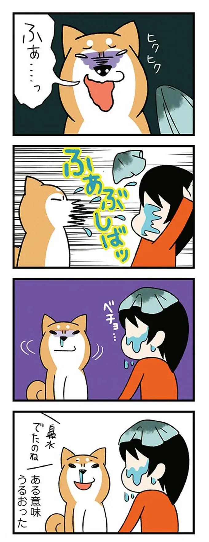 鼻がカッピカピな柴犬。飼い主が濡らそうとしたら「とんでもない事態」に!? ／ドヤ顔柴犬どんぐり（6）