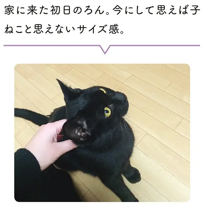 『黒猫ろんと暮らしたら』1～3（3）
