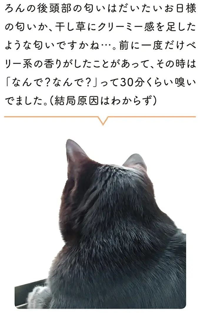 『黒猫ろんと暮らしたら』1～3（35）