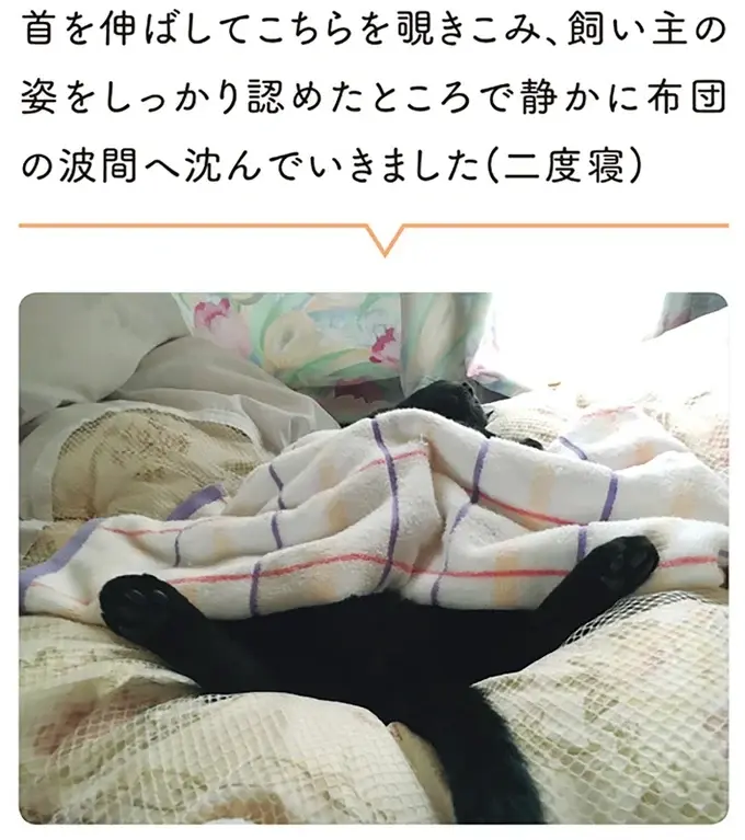『黒猫ろんと暮らしたら』1～3（51）