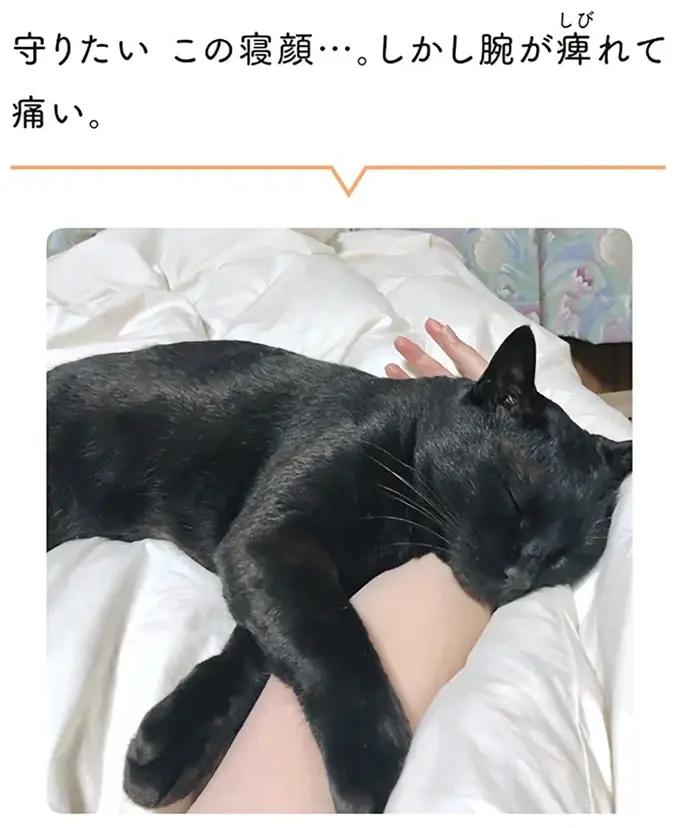 『黒猫ろんと暮らしたら』1～3（55）