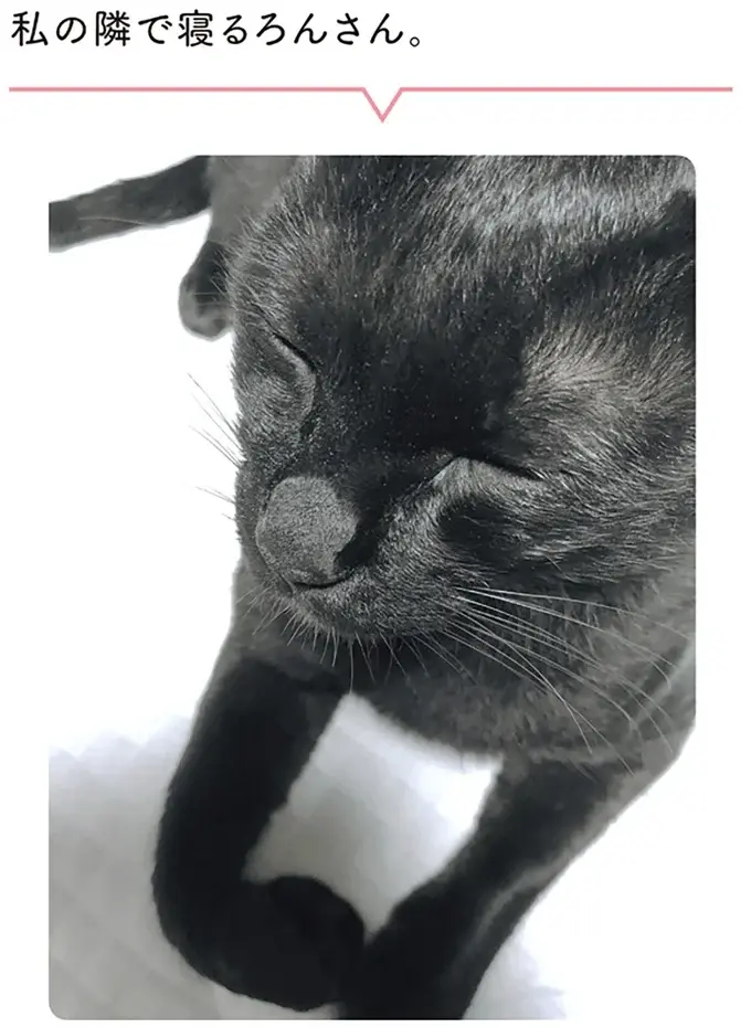 『黒猫ろんと暮らしたら』1～3（71）