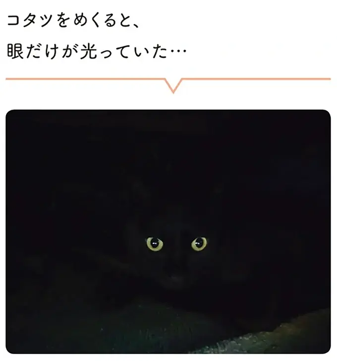 『黒猫ろんと暮らしたら』1～3（143）