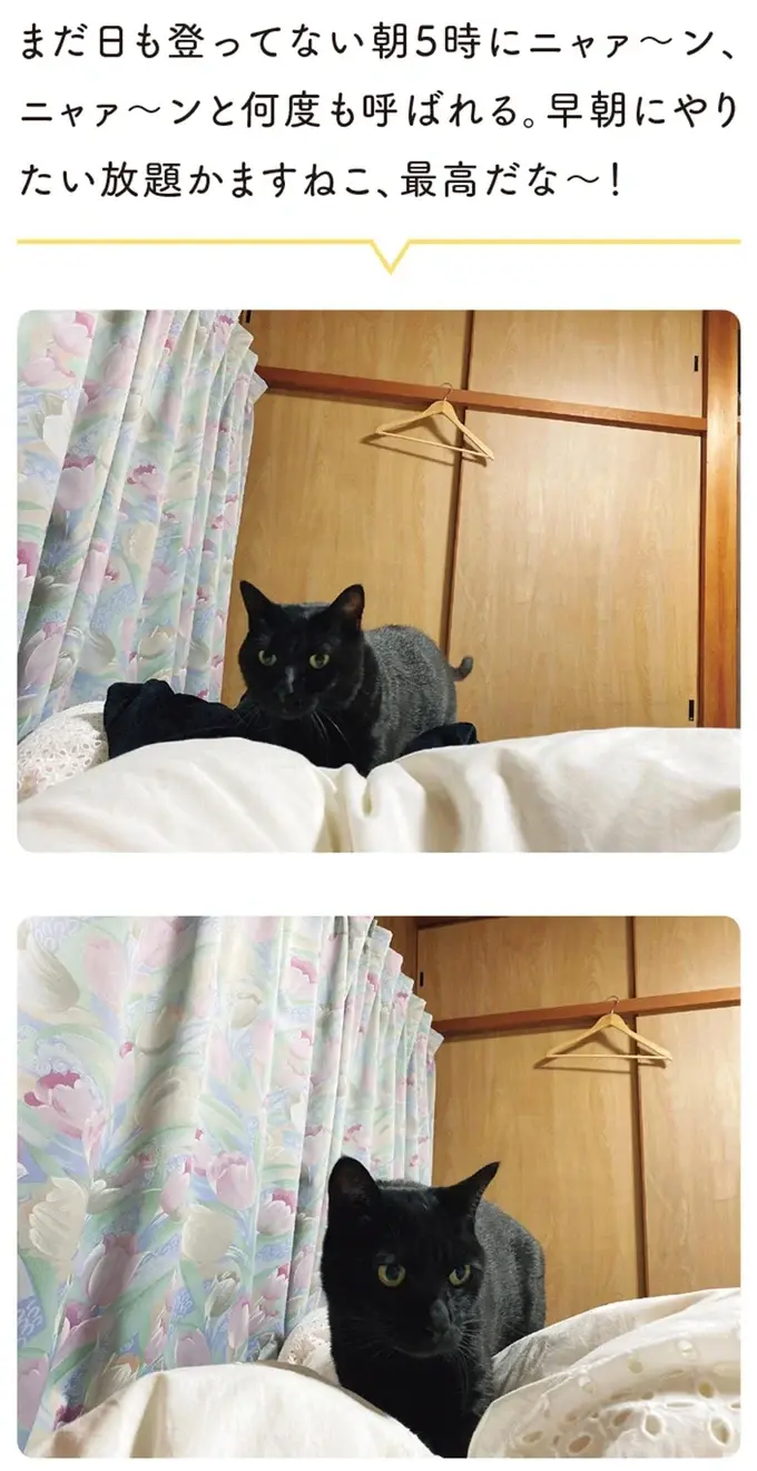 『黒猫ろんと暮らしたら』1～3（153）