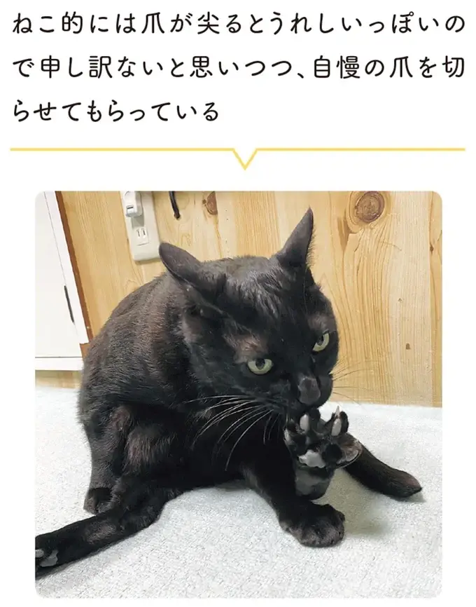 『黒猫ろんと暮らしたら』1～3（159）