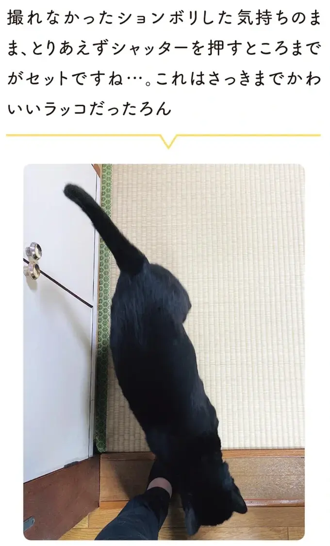『黒猫ろんと暮らしたら』1～3（163）
