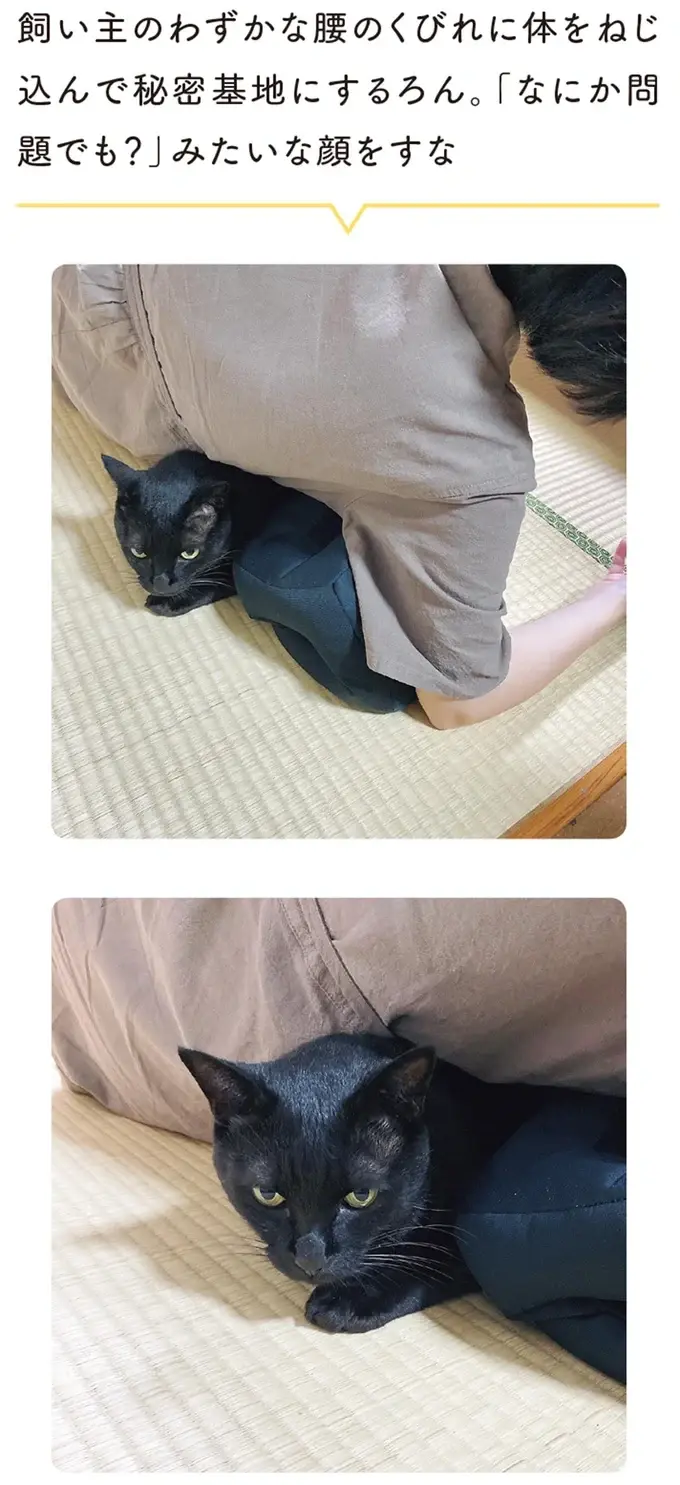『黒猫ろんと暮らしたら』1～3（175）