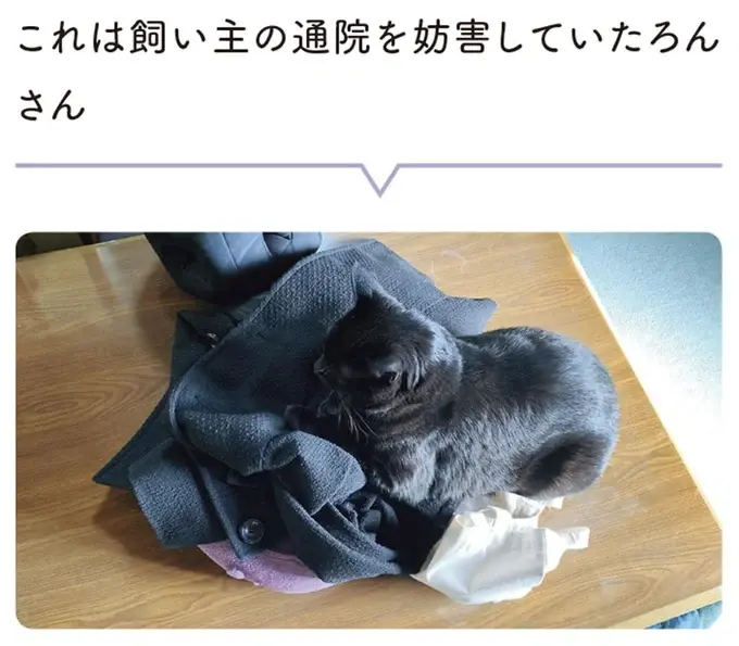 『黒猫ろんと暮らしたら』1～3（177）