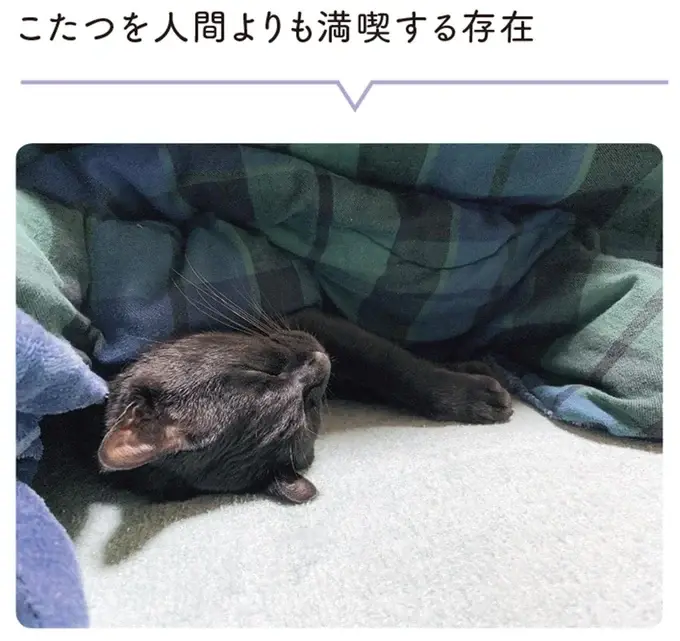 『黒猫ろんと暮らしたら』1～3（185）