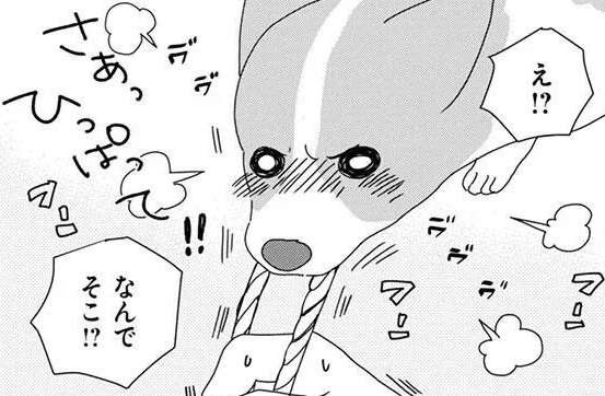 やっぱりこっち！ 愛犬コーギーが新しいおもちゃをもらったが、結局選ぶのは？／あしょんでよッ6（1）
