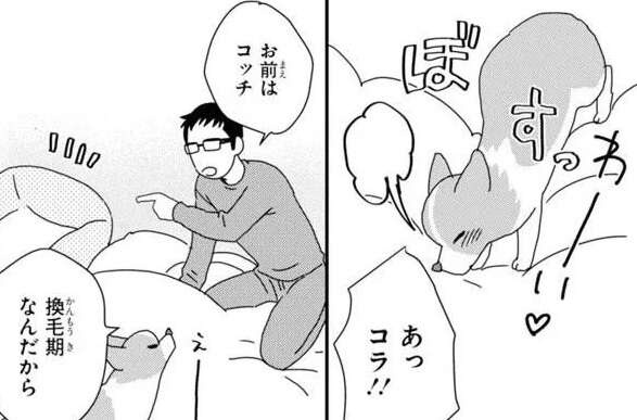 換毛期のワンコと別の布団で寝たけれど。すぐ横でブルブル震える気配が...／あしょんでよッ7（1）