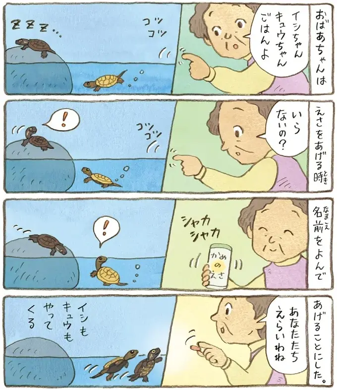 おばあちゃんとかめ 何げに楽しい2匹とのくらし（53）