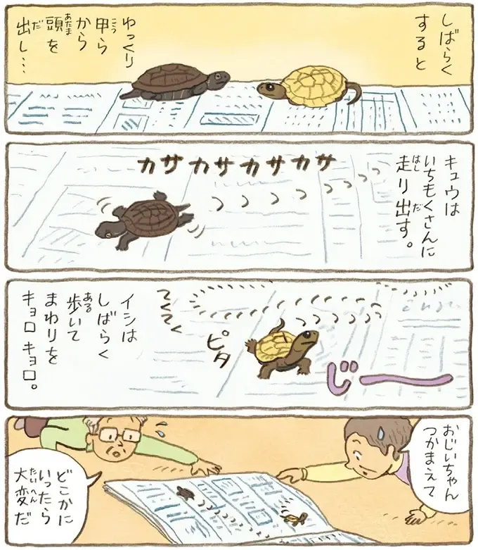 おばあちゃんとかめ 何げに楽しい2匹とのくらし（68）