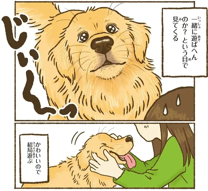 『今日もゴールデンレトリバーに癒されて』（4）