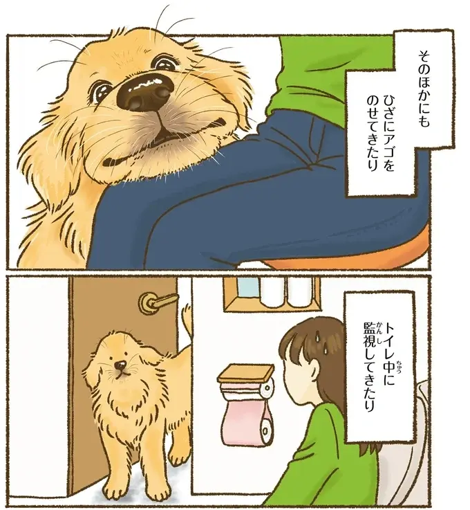 『今日もゴールデンレトリバーに癒されて』（5）