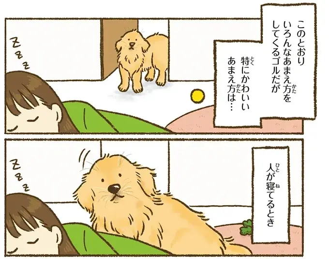 『今日もゴールデンレトリバーに癒されて』（7）
