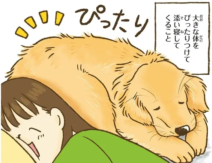 『今日もゴールデンレトリバーに癒されて』（8）