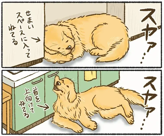 『今日もゴールデンレトリバーに癒されて』（9）