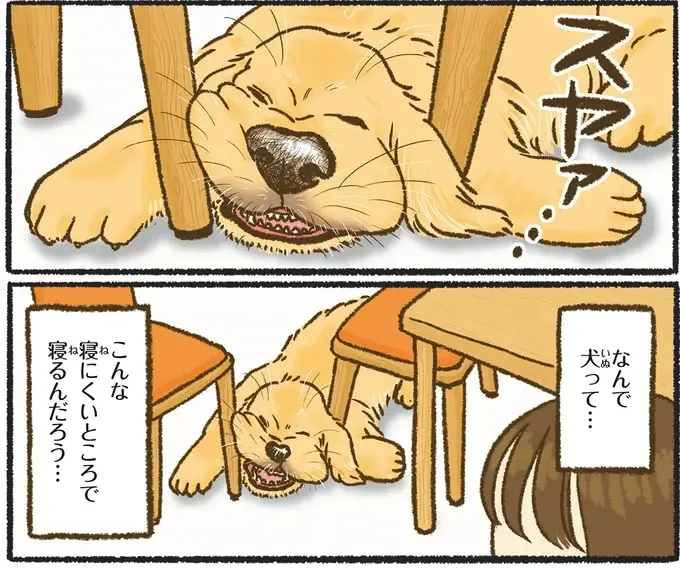『今日もゴールデンレトリバーに癒されて』（10）