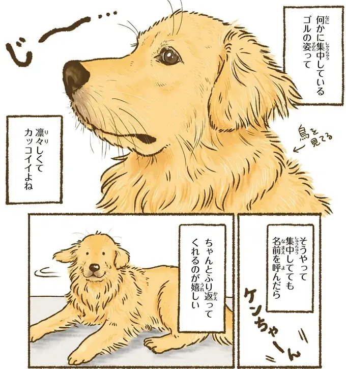 『今日もゴールデンレトリバーに癒されて』（12）