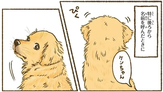 『今日もゴールデンレトリバーに癒されて』（13）