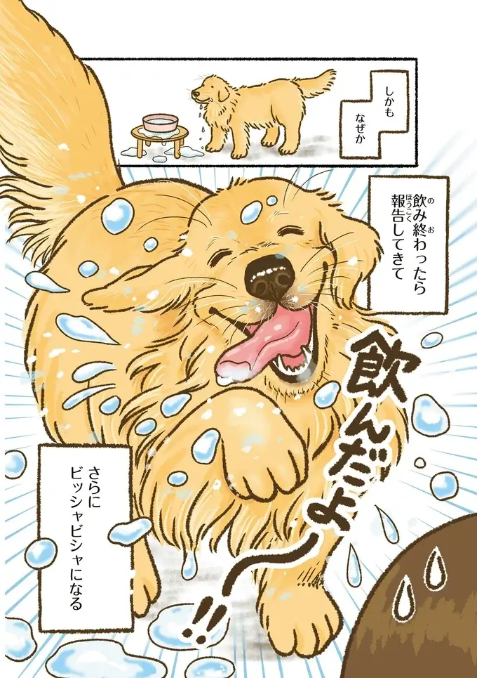 『今日もゴールデンレトリバーに癒されて』（17）