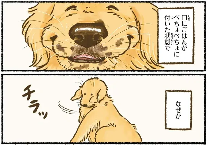 『今日もゴールデンレトリバーに癒されて』（20）