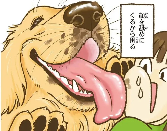 『今日もゴールデンレトリバーに癒されて』（21）