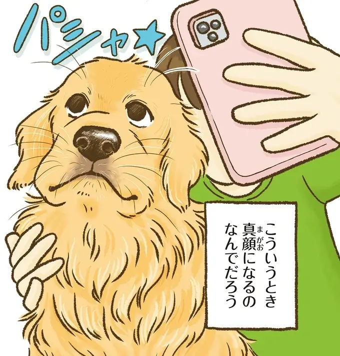 『今日もゴールデンレトリバーに癒されて』（27）