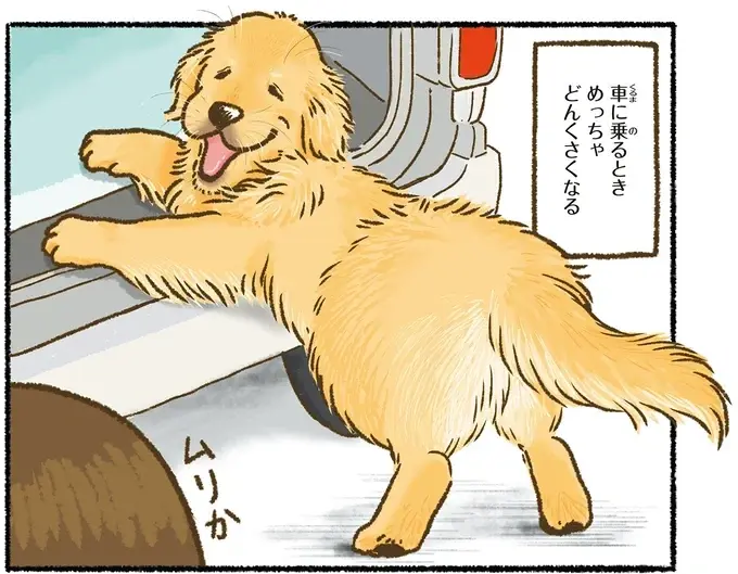 『今日もゴールデンレトリバーに癒されて』（30）