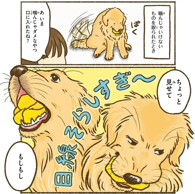 『今日もゴールデンレトリバーに癒されて』（32）