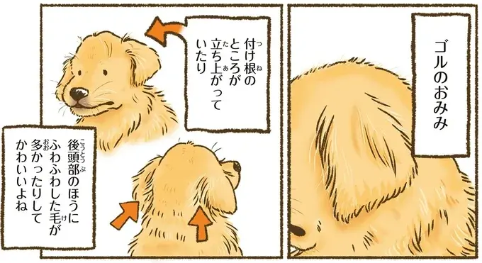 『今日もゴールデンレトリバーに癒されて』（34）