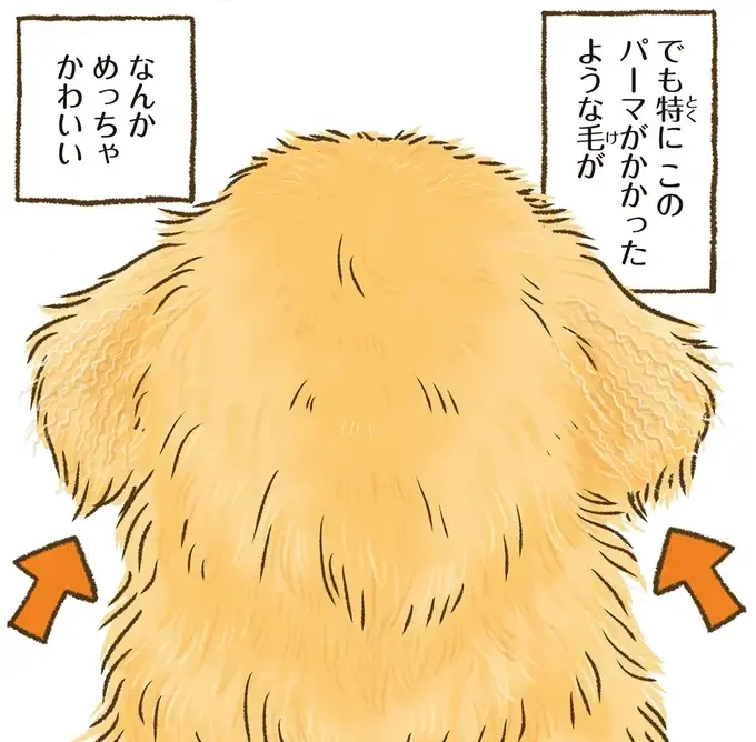 『今日もゴールデンレトリバーに癒されて』（35）