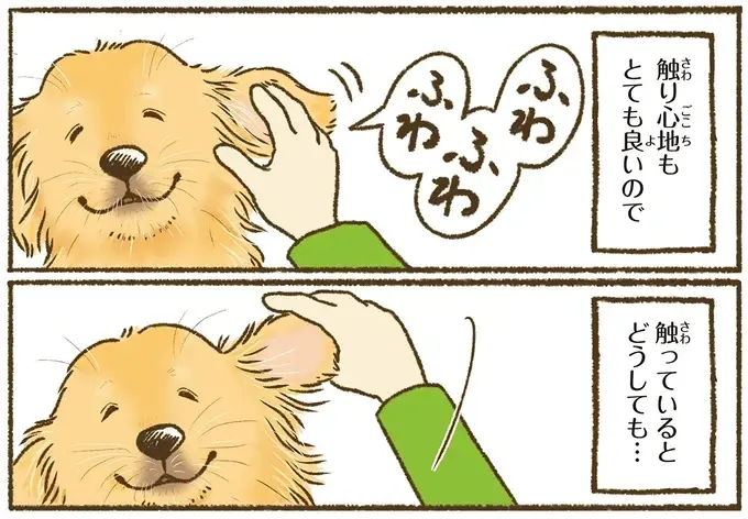 『今日もゴールデンレトリバーに癒されて』（36）