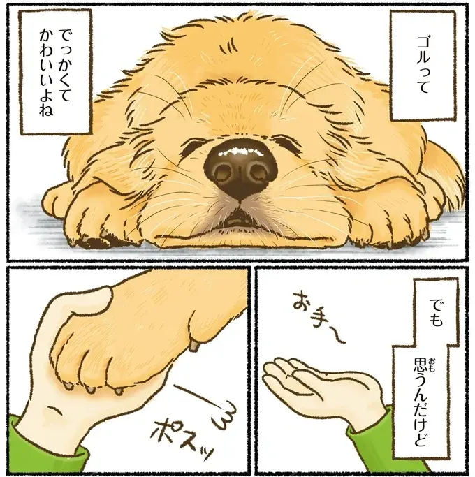 『今日もゴールデンレトリバーに癒されて』（39）