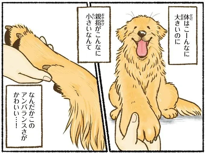 『今日もゴールデンレトリバーに癒されて』（41）