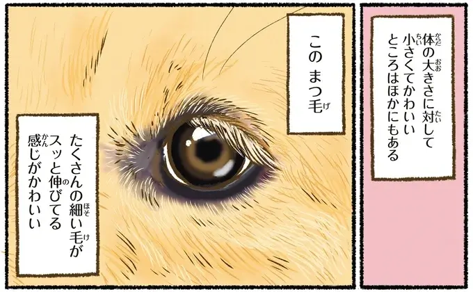 『今日もゴールデンレトリバーに癒されて』（43）