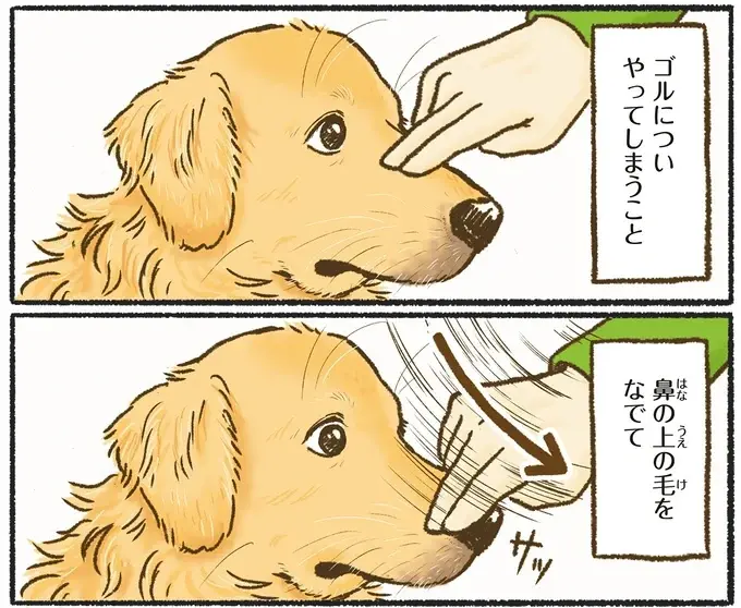 『今日もゴールデンレトリバーに癒されて』（45）