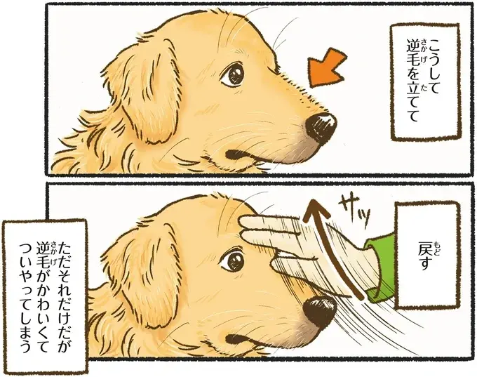 『今日もゴールデンレトリバーに癒されて』（46）